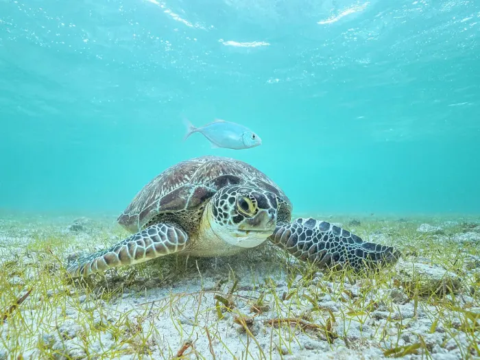 Framed Print : Green Turtle (Chelonia mydas), Grand Cayman, Cayman Islands, British West Indies