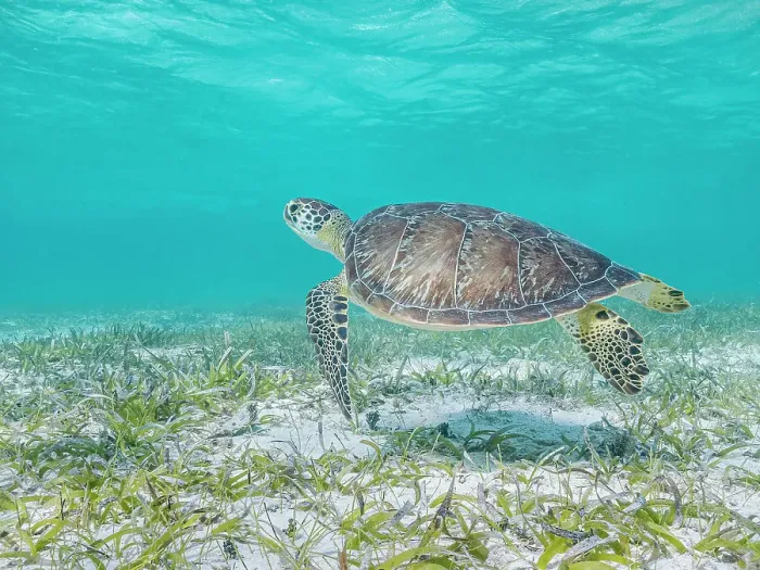 Framed Print : Green Turtle (Chelonia mydas), Grand Cayman, Cayman Islands, British West Indies Framed Print : Green Turtle (Chelonia mydas), Grand Cayman, Cayman Islands, British West Indies