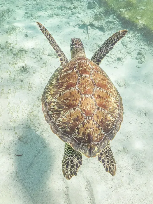 Framed Print : Green Turtle (Chelonia mydas), Grand Cayman, Cayman Islands, British West Indies Framed Print : Green Turtle (Chelonia mydas), Grand Cayman, Cayman Islands, British West Indies