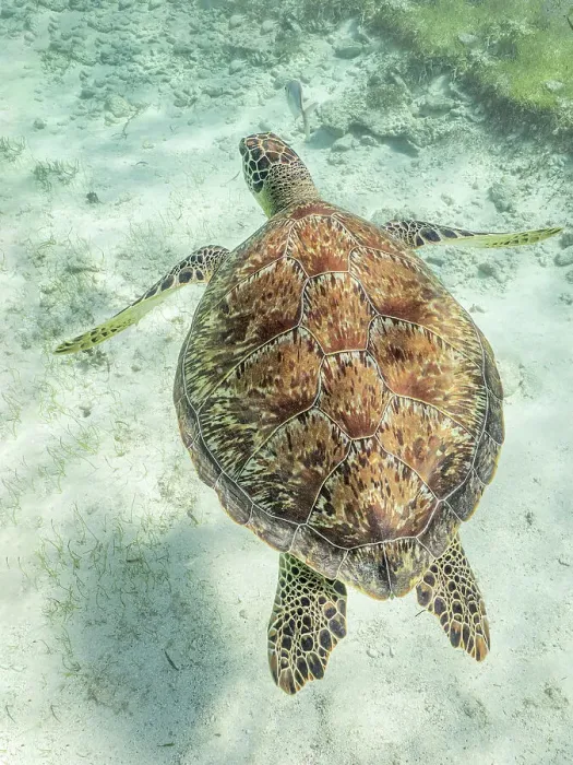 Framed Print : Green Turtle (Chelonia mydas), Grand Cayman, Cayman Islands, British West Indies