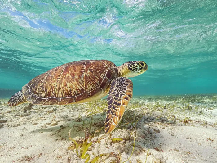 Framed Print : Green Turtle (Chelonia mydas), Grand Cayman, Cayman Islands, British West Indies Framed Print : Green Turtle (Chelonia mydas), Grand Cayman, Cayman Islands, British West Indies