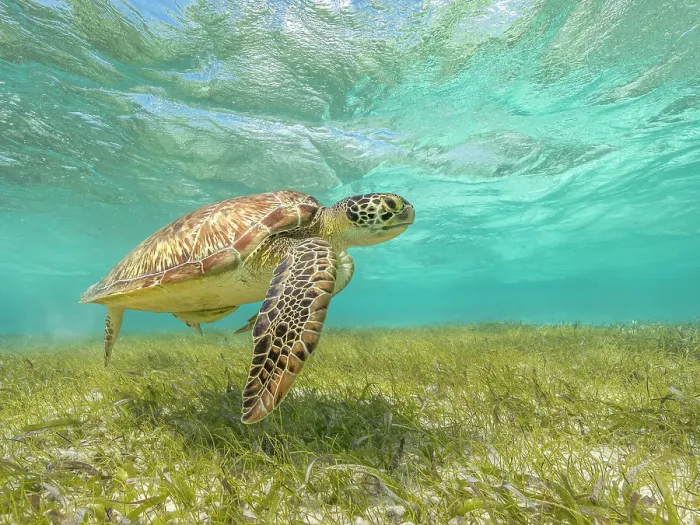 Framed Print : Green Turtle (Chelonia mydas), Grand Cayman, Cayman Islands, British West Indies
