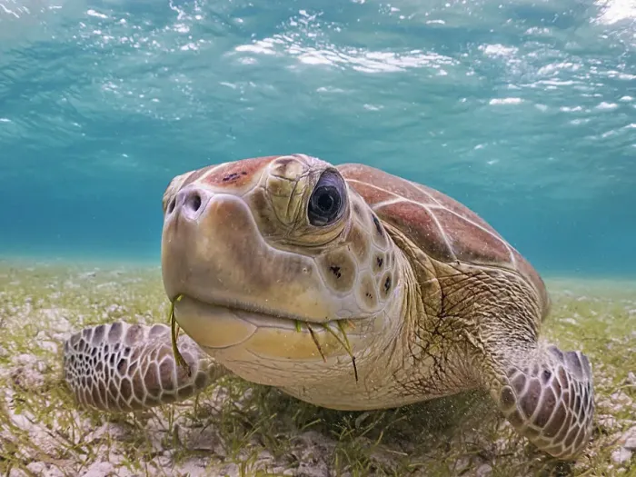 Framed Print : Green Turtle (Chelonia mydas), Grand Cayman, Cayman Islands, British West Indies