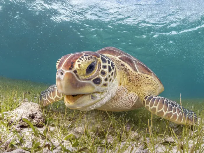 Framed Print : Green Turtle (Chelonia mydas), Grand Cayman, Cayman Islands, British West Indies Framed Print : Green Turtle (Chelonia mydas), Grand Cayman, Cayman Islands, British West Indies