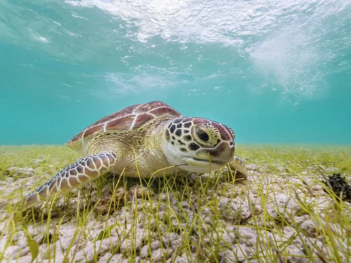 Framed Print : Green Turtle (Chelonia mydas), Grand Cayman, Cayman Islands, British West Indies Framed Print : Green Turtle (Chelonia mydas), Grand Cayman, Cayman Islands, British West Indies