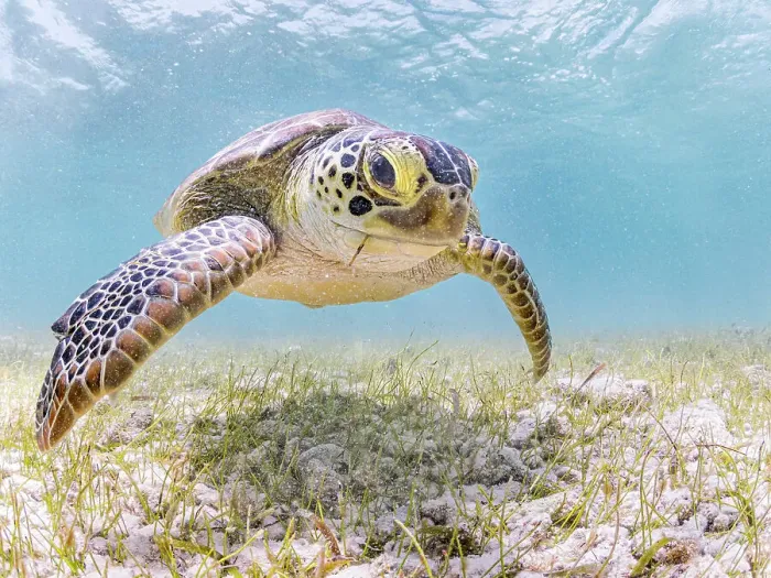 Framed Print : Green Turtle (Chelonia mydas), Grand Cayman, Cayman Islands, British West Indies Framed Print : Green Turtle (Chelonia mydas), Grand Cayman, Cayman Islands, British West Indies