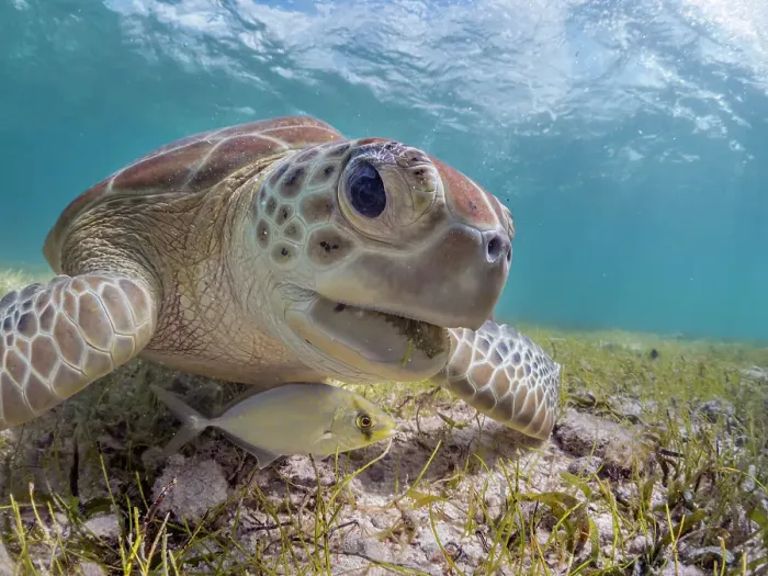 Framed Print : Green Turtle (Chelonia mydas), Grand Cayman, Cayman Islands, British West Indies