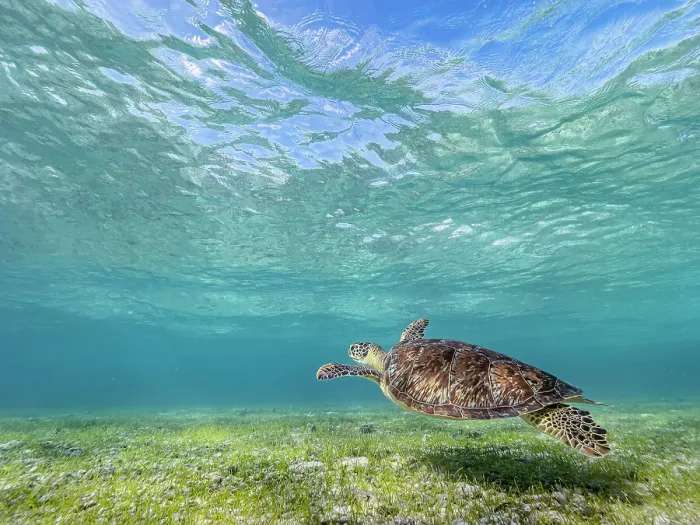 Framed Print : Green Turtle (Chelonia mydas), Grand Cayman, Cayman Islands, British West Indies Framed Print : Green Turtle (Chelonia mydas), Grand Cayman, Cayman Islands, British West Indies