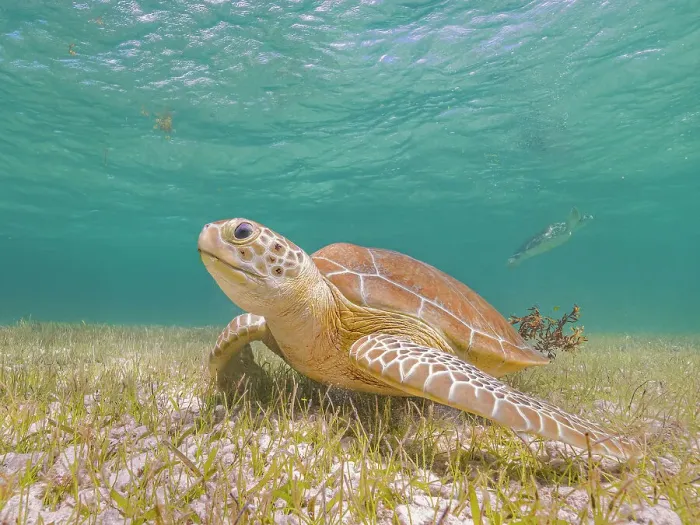 Framed Print : Green Turtle (Chelonia mydas), Grand Cayman, Cayman Islands, British West Indies Framed Print : Green Turtle (Chelonia mydas), Grand Cayman, Cayman Islands, British West Indies