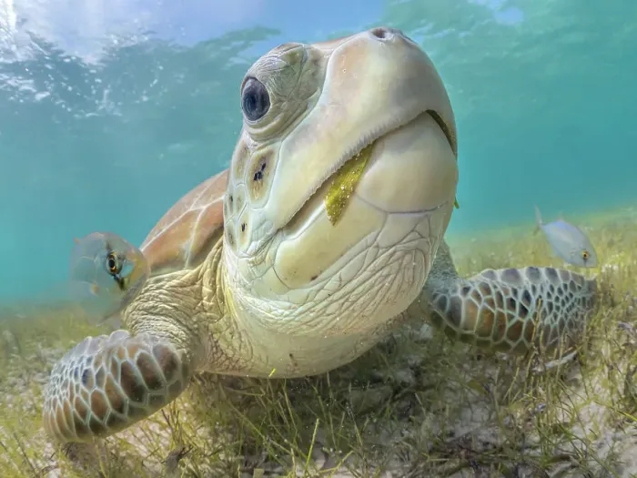 Framed Print : Green Turtle (Chelonia mydas), Grand Cayman, Cayman Islands, British West Indies Framed Print : Green Turtle (Chelonia mydas), Grand Cayman, Cayman Islands, British West Indies