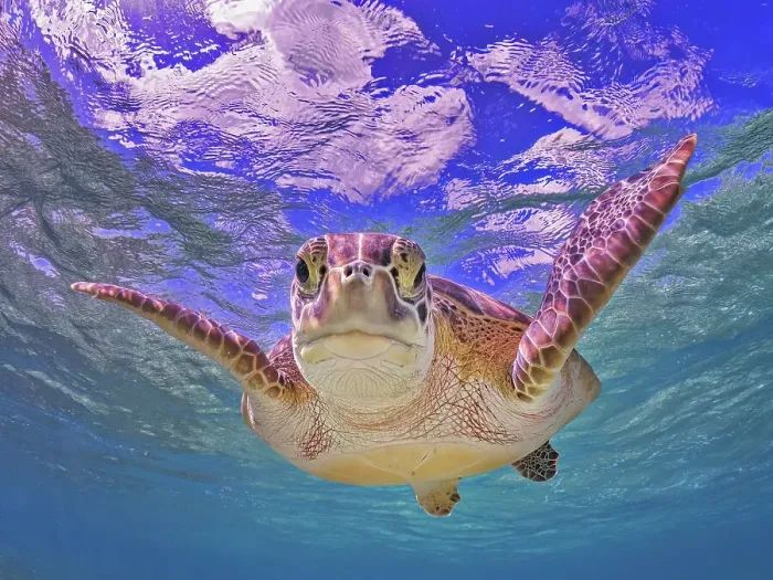 Framed Print : Green Turtle (Chelonia mydas), Grand Cayman, Cayman Islands, British West Indies Framed Print : Green Turtle (Chelonia mydas), Grand Cayman, Cayman Islands, British West Indies