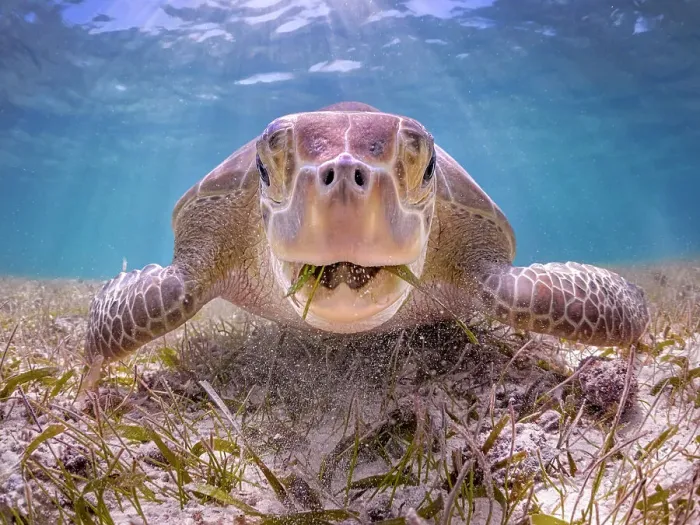 Framed Print : Green Turtle (Chelonia mydas), Grand Cayman, Cayman Islands, British West Indies Framed Print : Green Turtle (Chelonia mydas), Grand Cayman, Cayman Islands, British West Indies