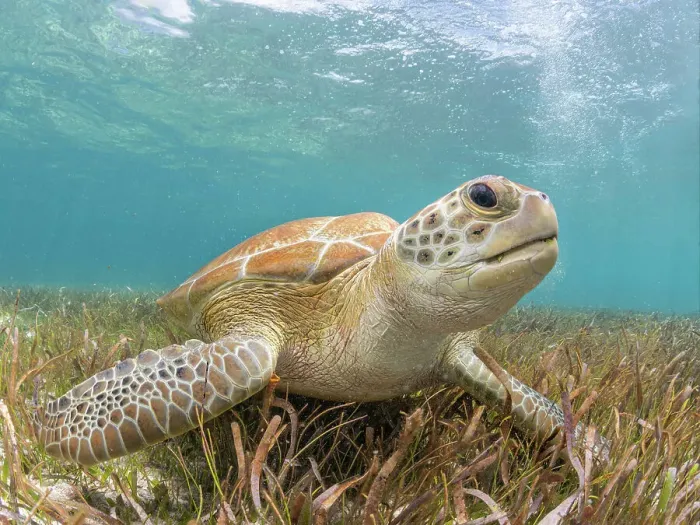 Framed Print : Green Turtle (Chelonia mydas), Grand Cayman, Cayman Islands, British West Indies Framed Print : Green Turtle (Chelonia mydas), Grand Cayman, Cayman Islands, British West Indies