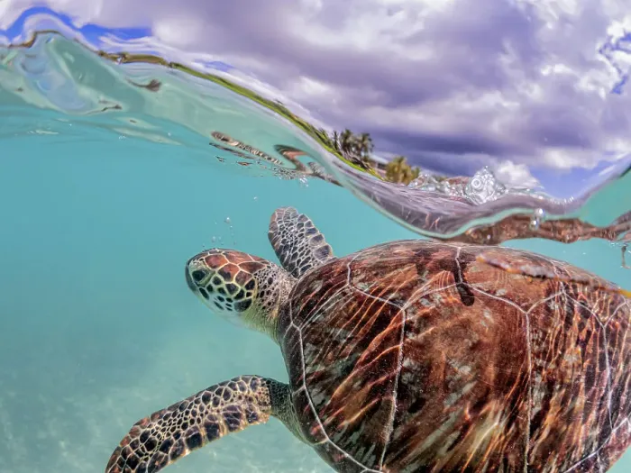 Framed Print : Green Turtle (Chelonia mydas), Grand Cayman, Cayman Islands, British West Indies Framed Print : Green Turtle (Chelonia mydas), Grand Cayman, Cayman Islands, British West Indies