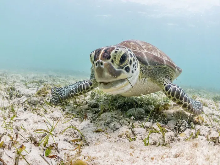 Framed Print : Green Turtle (Chelonia mydas), Grand Cayman, Cayman Islands, British West Indies Framed Print : Green Turtle (Chelonia mydas), Grand Cayman, Cayman Islands, British West Indies