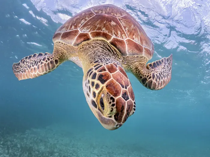 Framed Print : Green Turtle (Chelonia mydas), Grand Cayman, Cayman Islands, British West Indies Framed Print : Green Turtle (Chelonia mydas), Grand Cayman, Cayman Islands, British West Indies