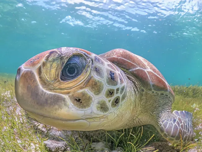 Framed Print : Green Turtle (Chelonia mydas), Grand Cayman, Cayman Islands, British West Indies Framed Print : Green Turtle (Chelonia mydas), Grand Cayman, Cayman Islands, British West Indies