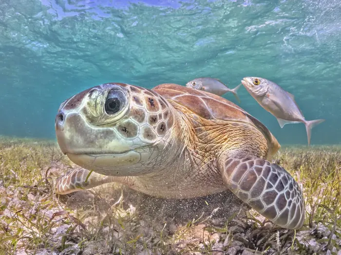 Framed Print : Green Turtle (Chelonia mydas), Grand Cayman, Cayman Islands, British West Indies Framed Print : Green Turtle (Chelonia mydas), Grand Cayman, Cayman Islands, British West Indies