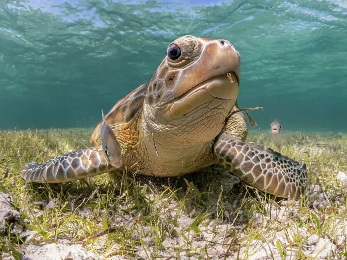 Framed Print : Green Turtle (Chelonia mydas), Grand Cayman, Cayman Islands, British West Indies Framed Print : Green Turtle (Chelonia mydas), Grand Cayman, Cayman Islands, British West Indies