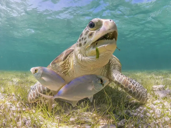 Framed Print : Green Turtle (Chelonia mydas), Grand Cayman, Cayman Islands, British West Indies Framed Print : Green Turtle (Chelonia mydas), Grand Cayman, Cayman Islands, British West Indies