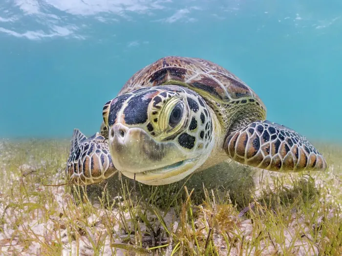 Framed Print : Green Turtle (Chelonia mydas), Grand Cayman, Cayman Islands, British West Indies Framed Print : Green Turtle (Chelonia mydas), Grand Cayman, Cayman Islands, British West Indies