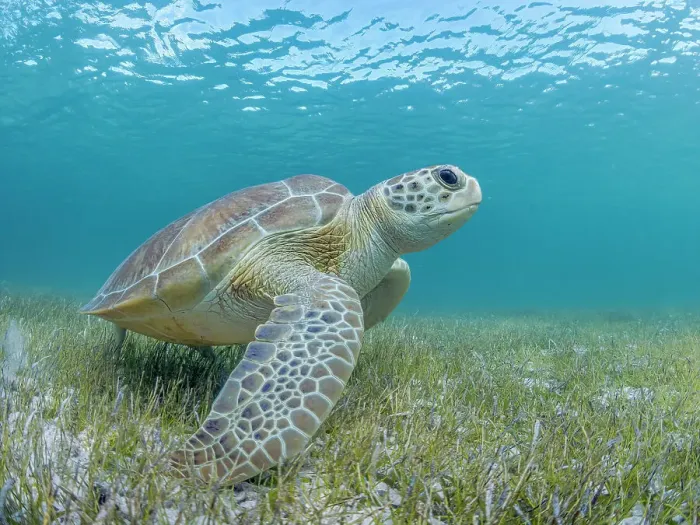Framed Print : Green Turtle (Chelonia mydas), Grand Cayman, Cayman Islands, British West Indies Framed Print : Green Turtle (Chelonia mydas), Grand Cayman, Cayman Islands, British West Indies