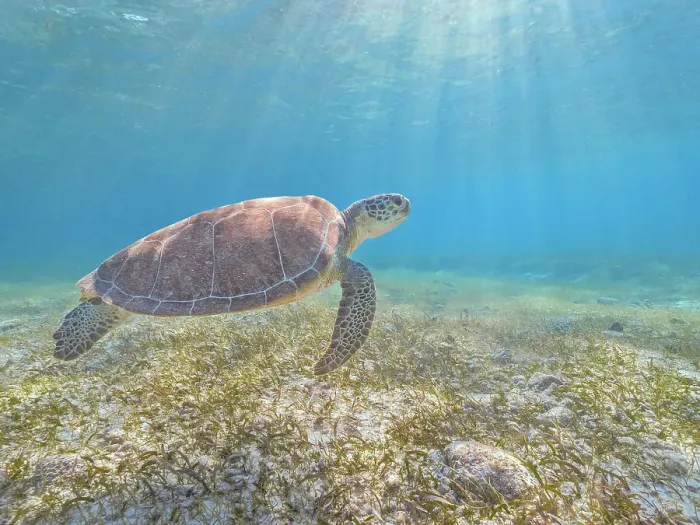 Framed Print : Green Turtle (Chelonia mydas), Grand Cayman, Cayman Islands, British West Indies Framed Print : Green Turtle (Chelonia mydas), Grand Cayman, Cayman Islands, British West Indies