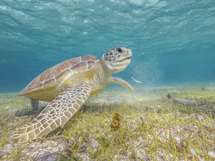 Framed Print : Green Turtle (Chelonia mydas), Grand Cayman, Cayman Islands, British West Indies Framed Print : Green Turtle (Chelonia mydas), Grand Cayman, Cayman Islands, British West Indies