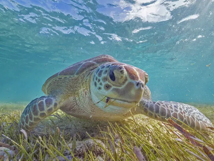 Framed Print : Green Turtle (Chelonia mydas), Grand Cayman, Cayman Islands, British West Indies Framed Print : Green Turtle (Chelonia mydas), Grand Cayman, Cayman Islands, British West Indies