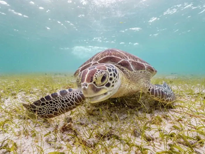 Framed Print : Green Turtle (Chelonia mydas), Grand Cayman, Cayman Islands, British West Indies Framed Print : Green Turtle (Chelonia mydas), Grand Cayman, Cayman Islands, British West Indies