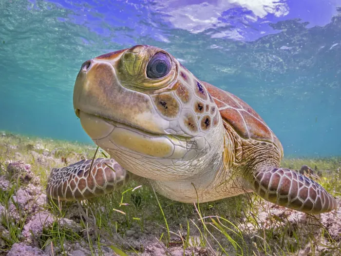 Framed Print : Green Turtle (Chelonia mydas), Grand Cayman, Cayman Islands, British West Indies Framed Print : Green Turtle (Chelonia mydas), Grand Cayman, Cayman Islands, British West Indies
