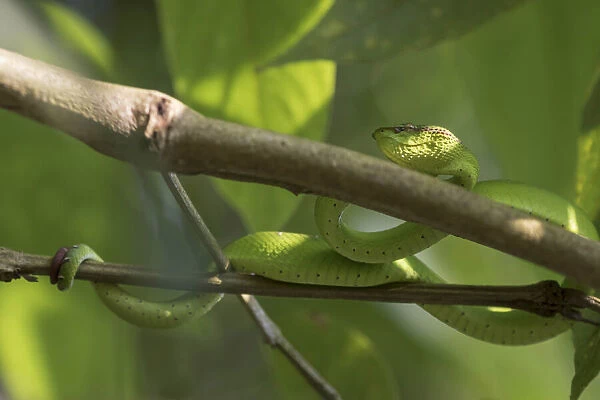 Green viper. Borneo, Malaysia
