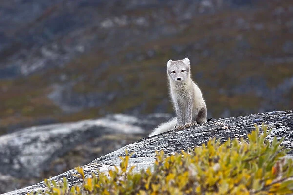 Greenland, DiskoBay, An arctic fox, Alopex lagopus, in Ataa a small village of fishermen
