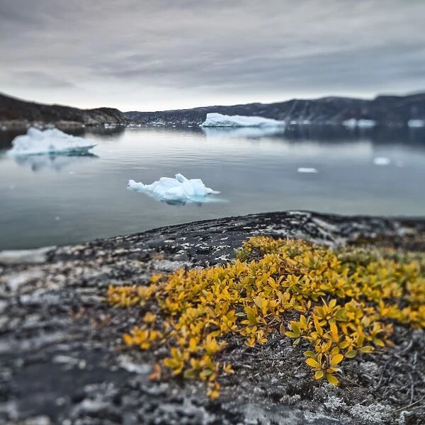Greenland, DiskoBay, Reefs, sea with icebergs of Ataa a small village of fishermen