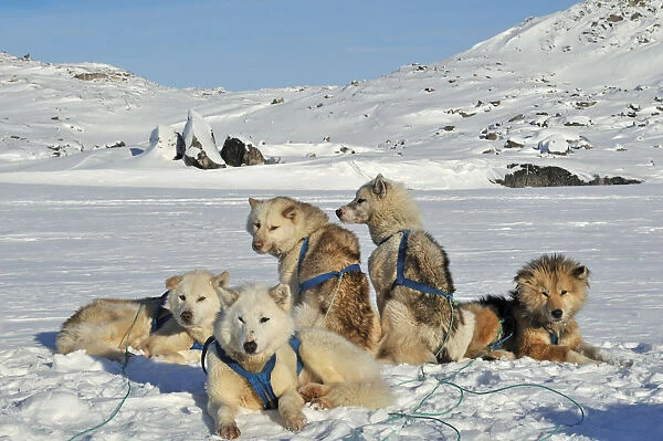 Greenland Huskies, Greenland