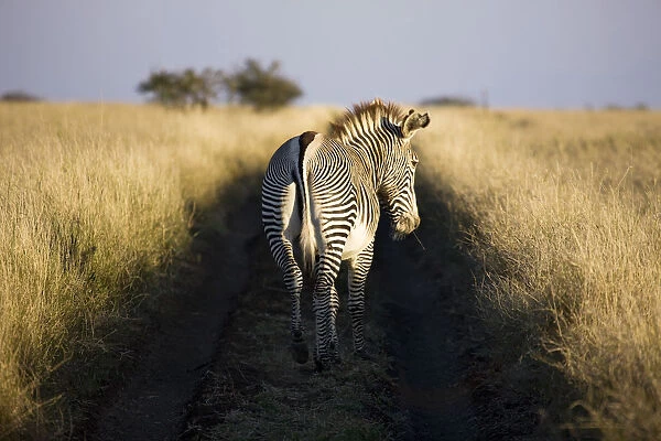 Grevys zebra, Lewa Wildlife Conservancy, Kenya