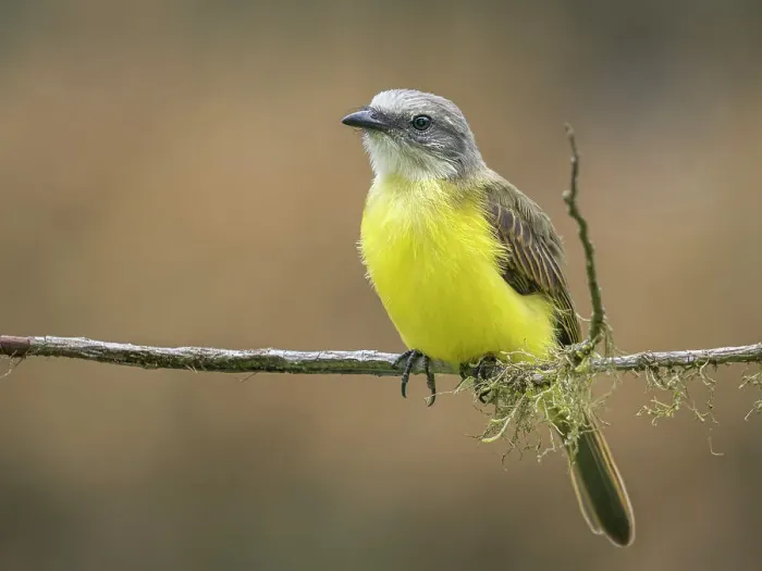 Framed Print : Grey-capped Flycatcher (Myiozetetes granadensis), Turrialba, Costa Rica Framed Print : Grey-capped Flycatcher (Myiozetetes granadensis), Turrialba, Costa Rica