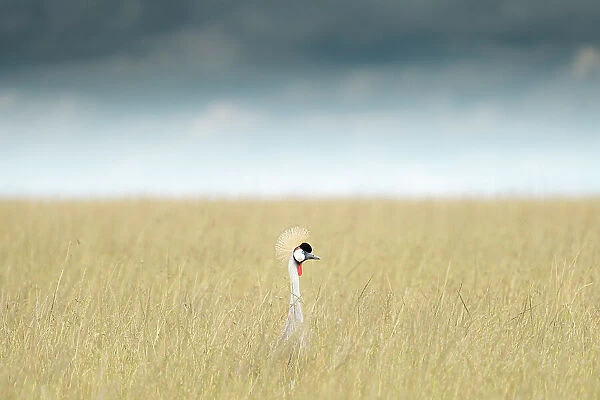 Grey crowned crane (Balearica regulorum) in the Maasai Mara, Kenya