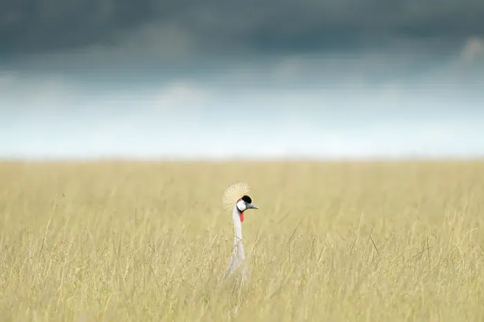 Framed Print : Grey crowned crane (Balearica regulorum) in the Maasai Mara, Kenya