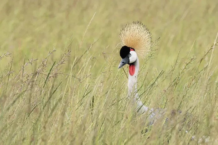 Framed Print : grey crowned crane (Balearica regulorum) in the Maasaimara, Kenya