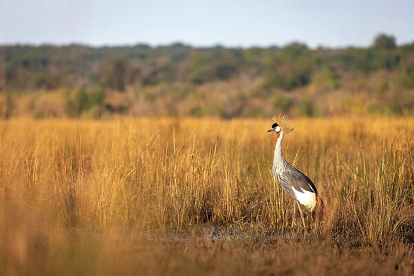 Grey crowned Crane, Chobe River, Botswana