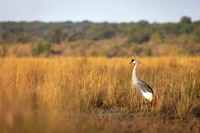 Framed Print : Grey crowned Crane, Chobe River, Botswana
