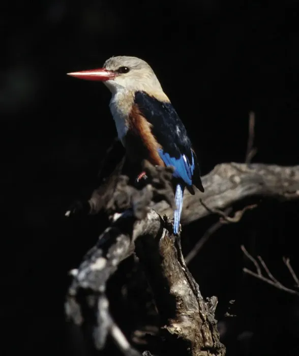 Framed Print : Grey-headed kingfisher Framed Print : Grey-headed kingfisher