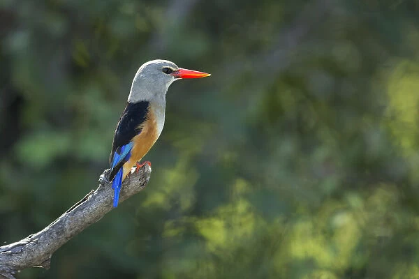 Grey-headed Kingfisher (Halcyon leucocephala), Chobe River, Chobe National Park, Botswana