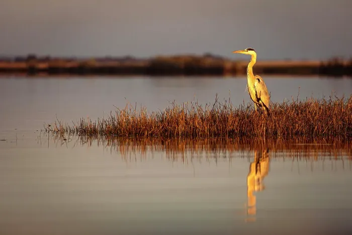 Framed Print : Grey Heron, Chobe River, Botswana Framed Print : Grey Heron, Chobe River, Botswana