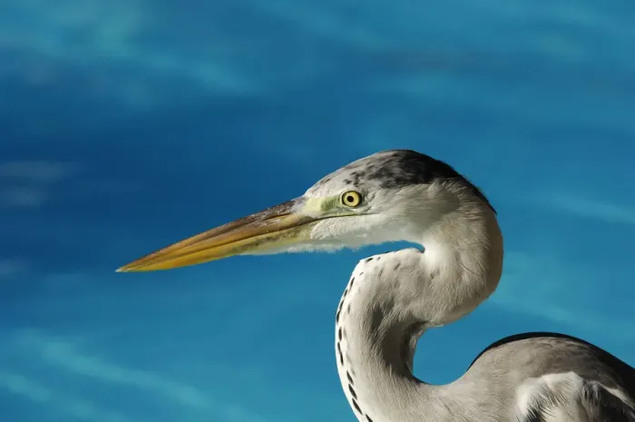Framed Print : Grey heron, Laguna Resort, Maldives