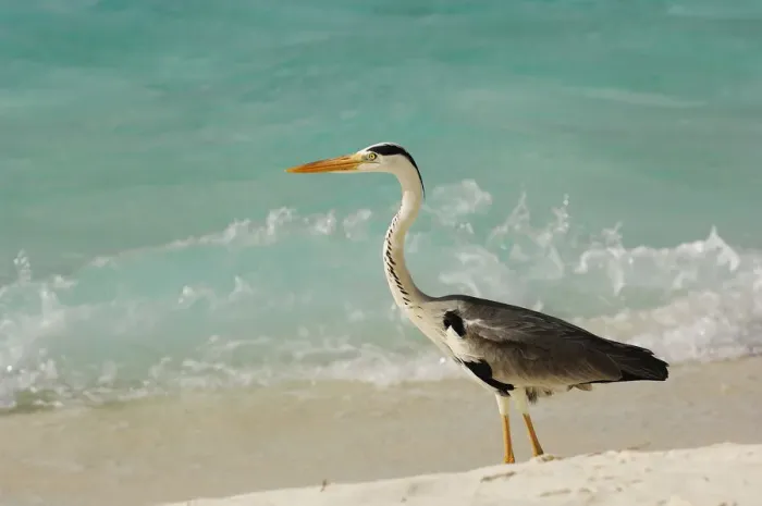 Framed Print : Grey heron, Laguna Resort, Maldives Framed Print : Grey heron, Laguna Resort, Maldives