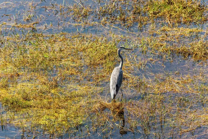 Framed Print : Grey Heron, Makgadikgadi Pans National Park, Makadikadi Basin, Boteti River, Botswana, Africa Framed Print : Grey Heron, Makgadikgadi Pans National Park, Makadikadi Basin, Boteti River, Botswana, Africa