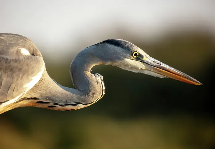Framed Print : Grey heron, Zimanga Private Game Reserve, Natal, South Africa Framed Print : Grey heron, Zimanga Private Game Reserve, Natal, South Africa