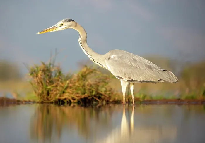 Framed Print : Grey heron, Zimanga Private Game Reserve, Natal, South Africa Framed Print : Grey heron, Zimanga Private Game Reserve, Natal, South Africa